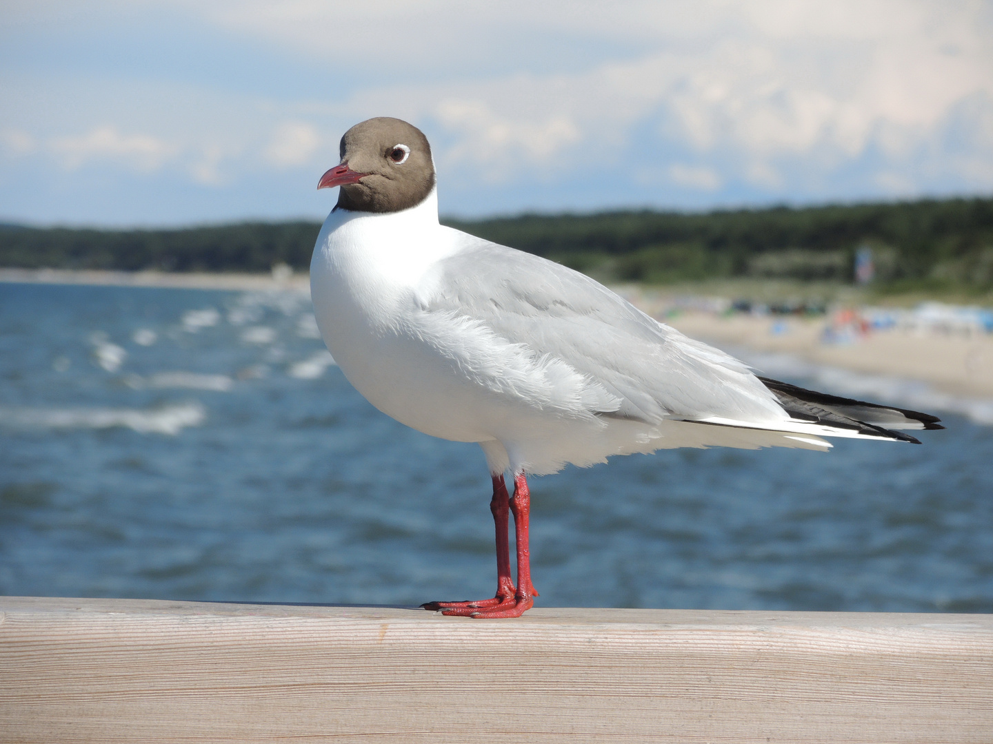 Möwe auf der Seebrücke Zinnowitz