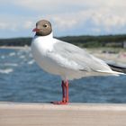 Möwe auf der Seebrücke Zinnowitz