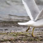 Möwe auf der Startbahn