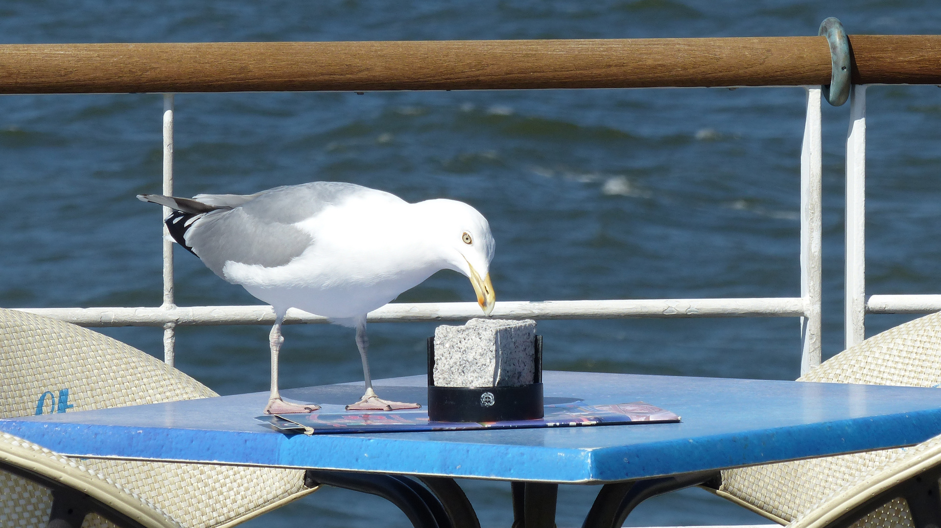 Möwe auf Diebestour