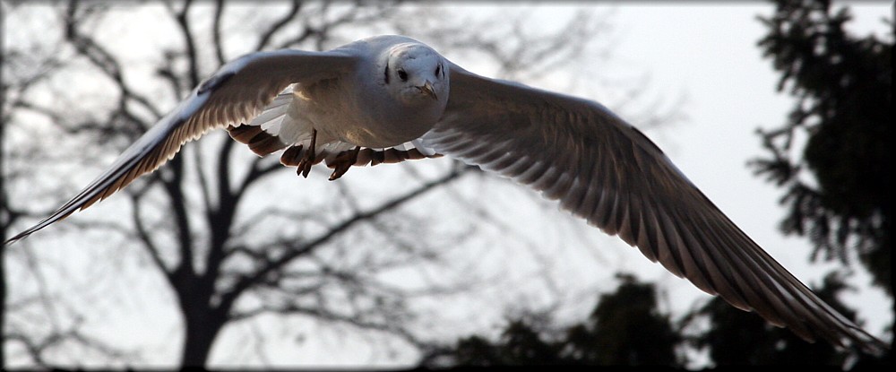 Möwe auf Direktkurs