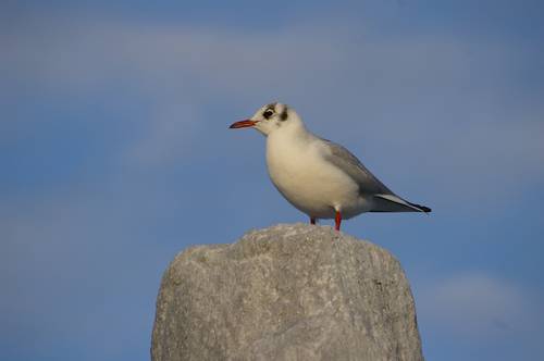 Möwe auf einem Denkmal