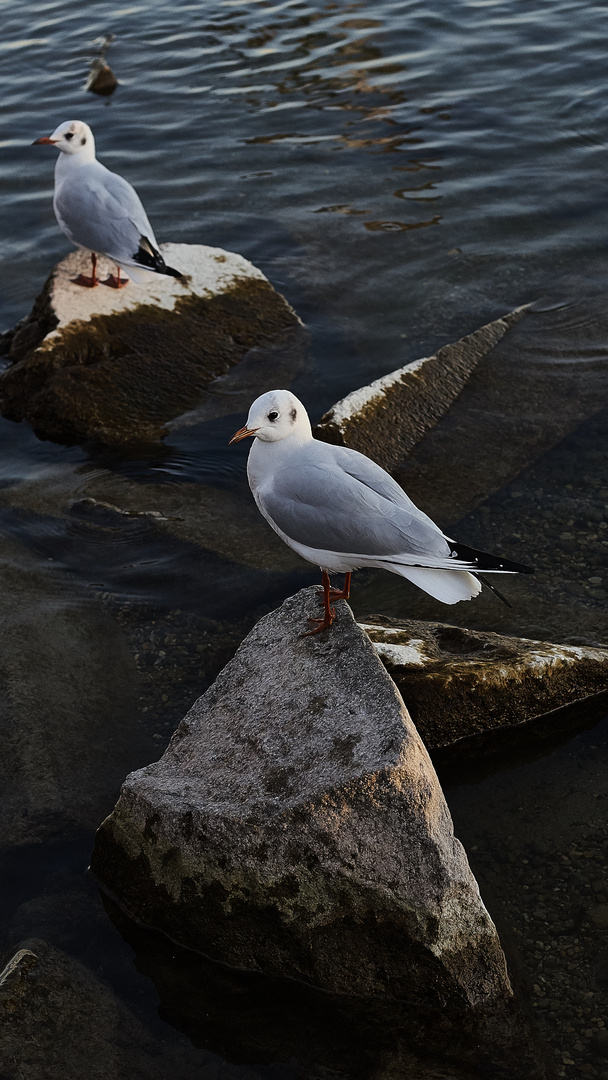 Möwe auf einem Stein