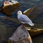 Möwe auf einem Stein