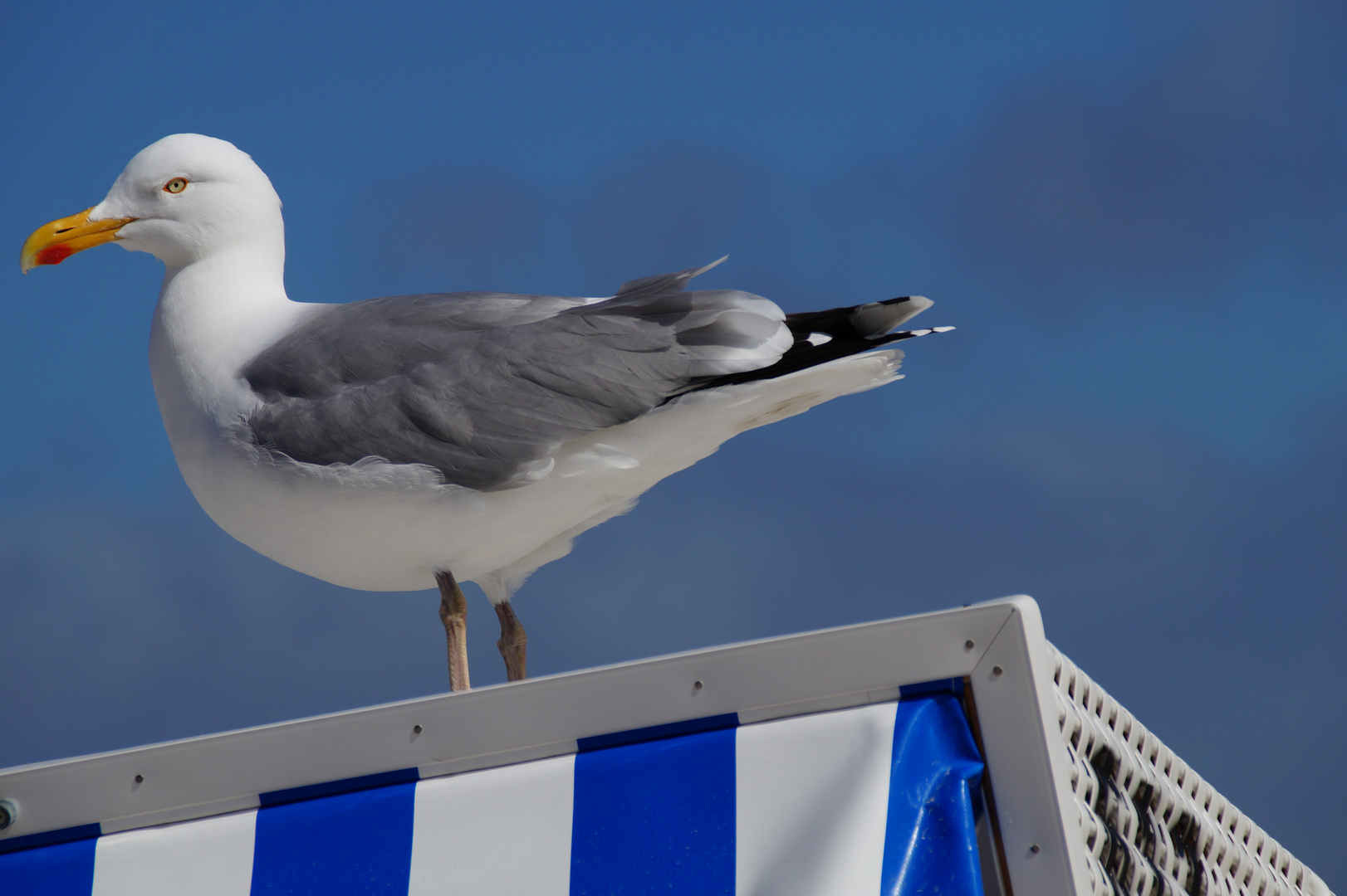 Moewe auf einen Strandkorb auf Sylt