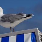 Moewe auf einen Strandkorb auf Sylt