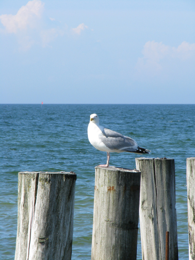 Möwe auf einer Buhne an der Ostsee