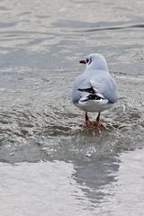 Möwe auf einer Eisscholle