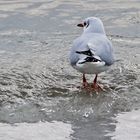 Möwe auf einer Eisscholle