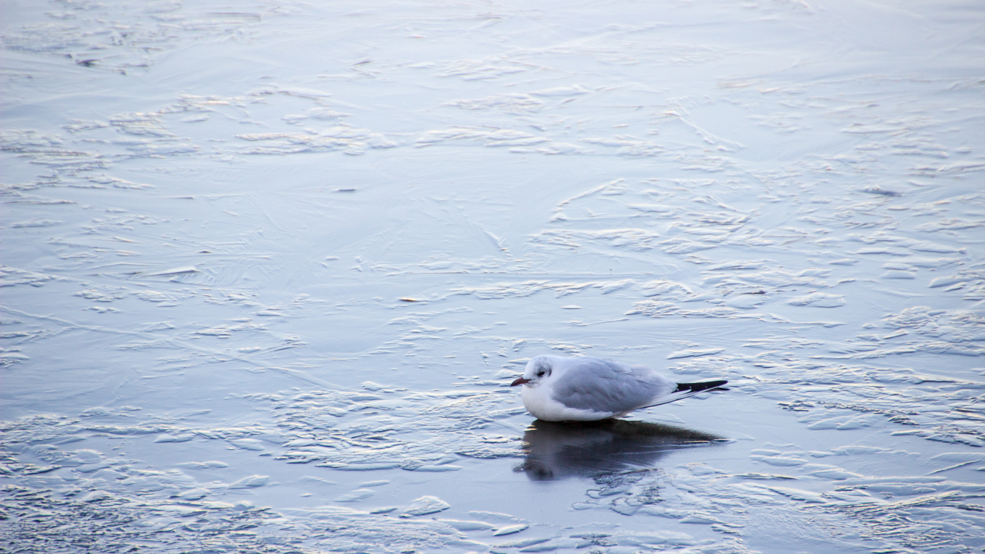 Möwe auf Eis