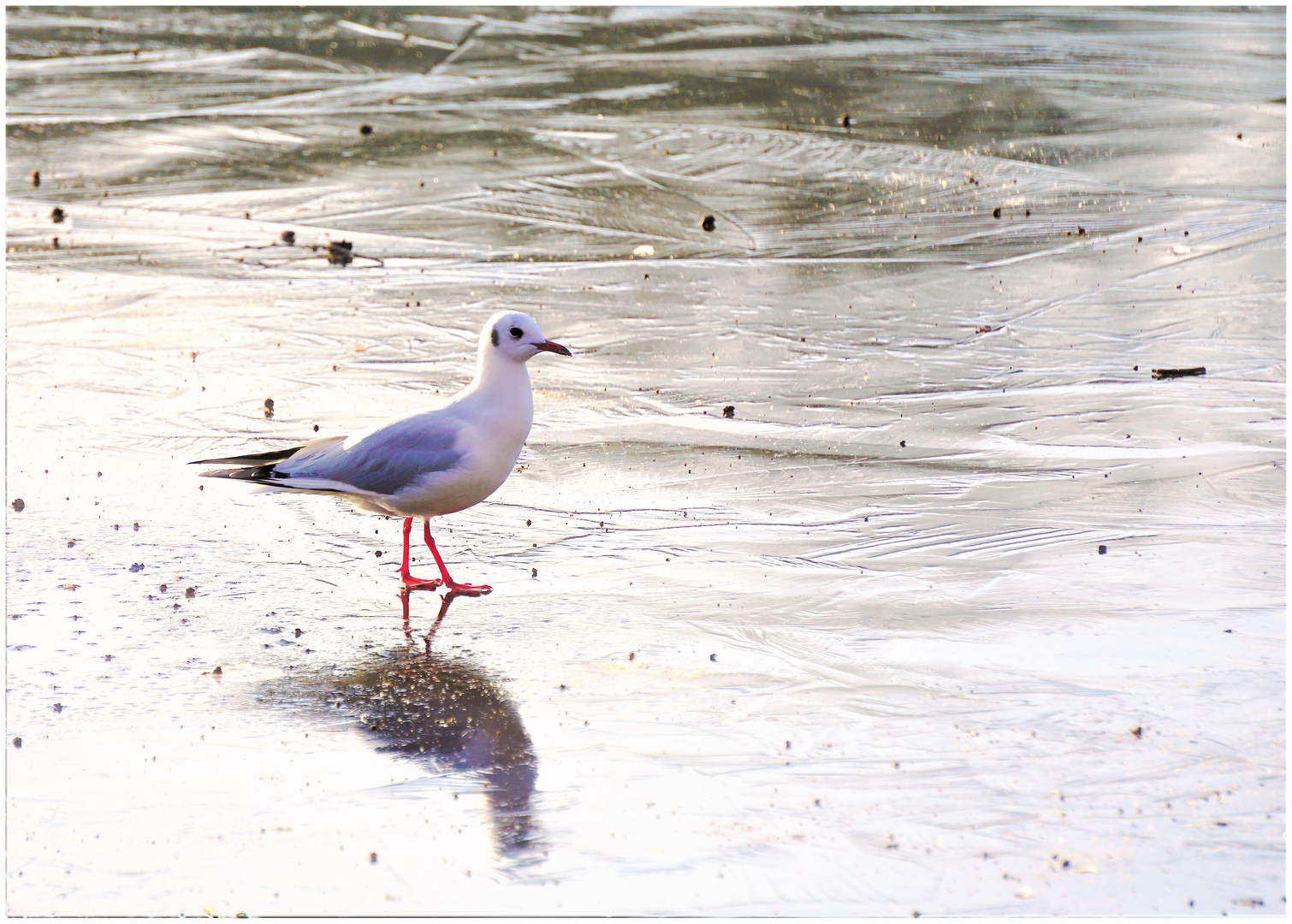 Möwe auf Eis