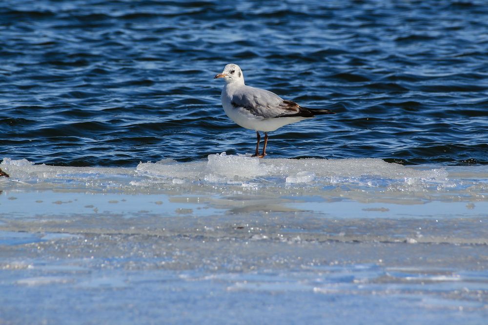 Möwe auf Eis