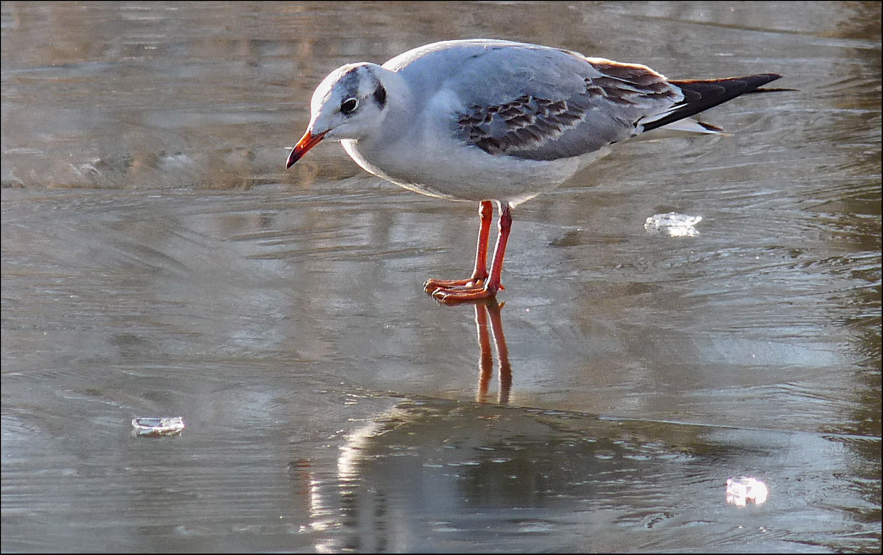 MÖWE AUF EIS