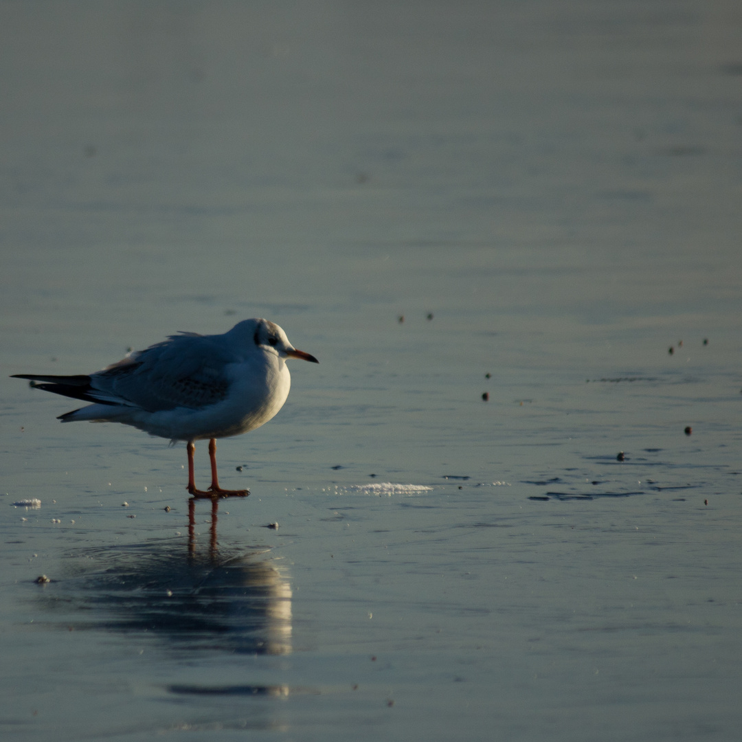 Möwe auf Eis