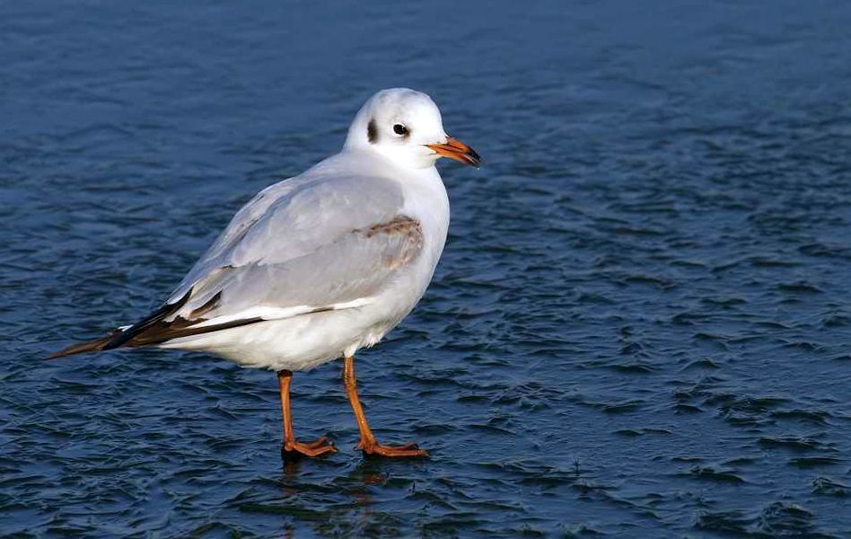 Möwe auf Eis - klingt blöd oder?