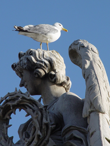 Möwe auf Engel