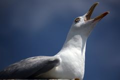 Möwe auf Fehmarn #2