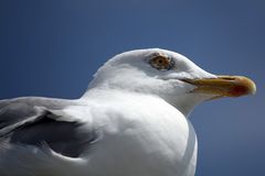 Möwe auf Fehmarn