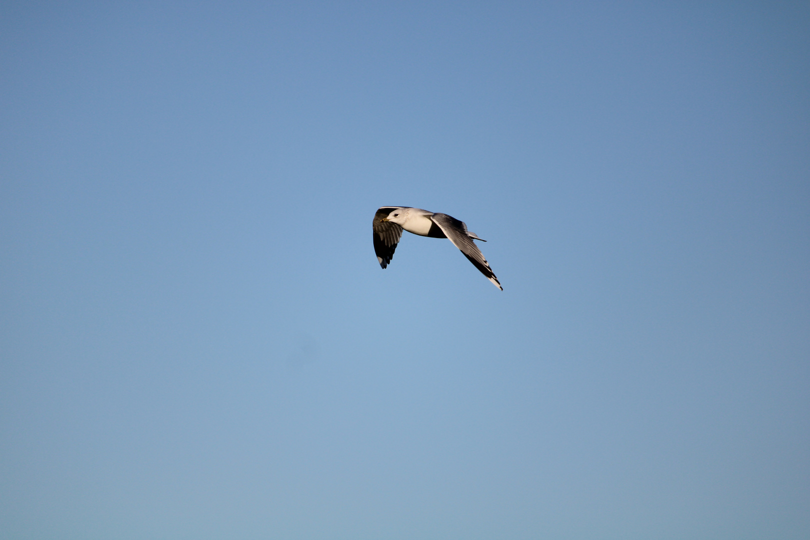 Möwe auf Fehmarn