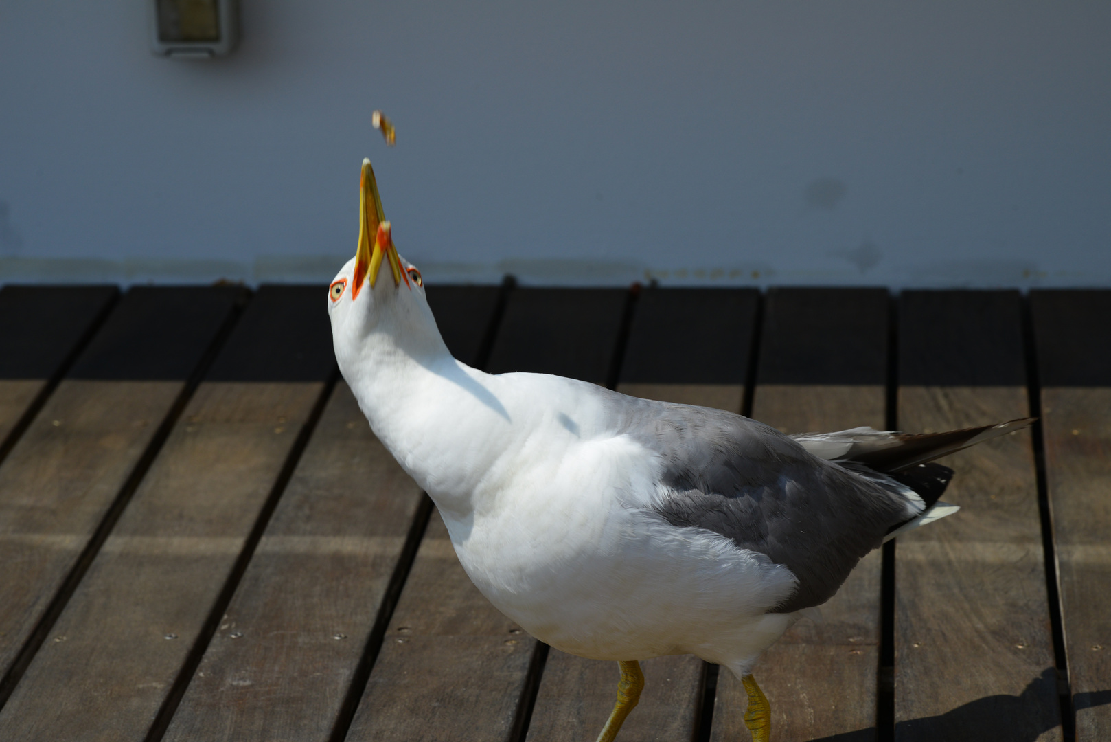 Möwe auf "Flugkost"