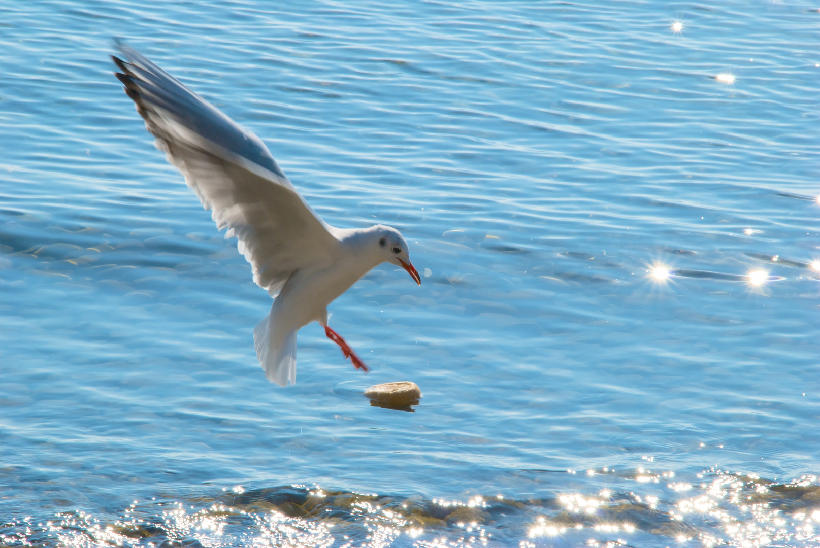 Möwe auf Futterfang