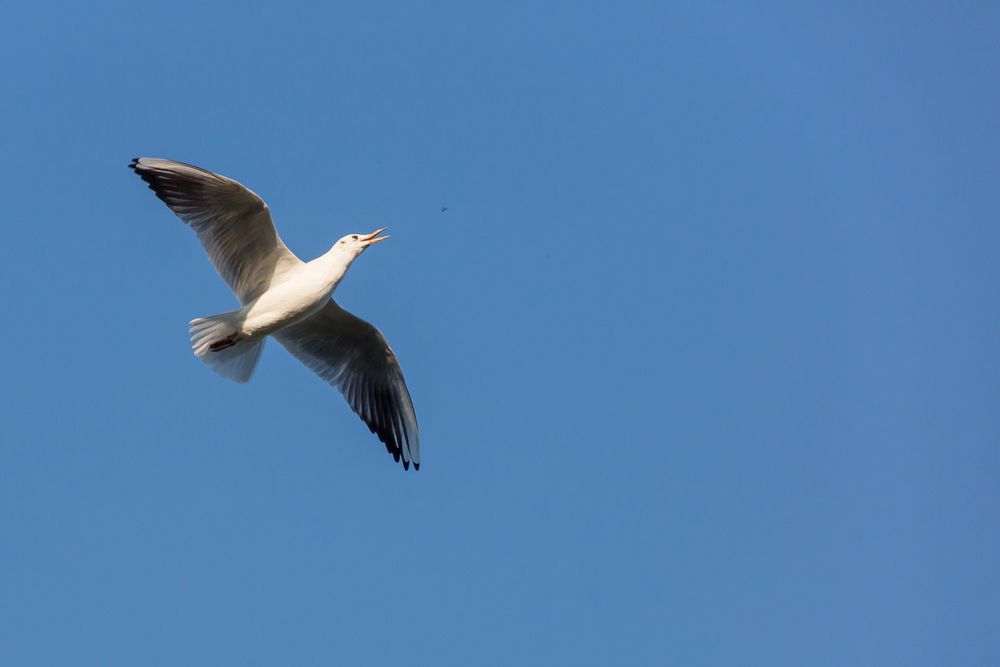 Möwe auf Futterfang