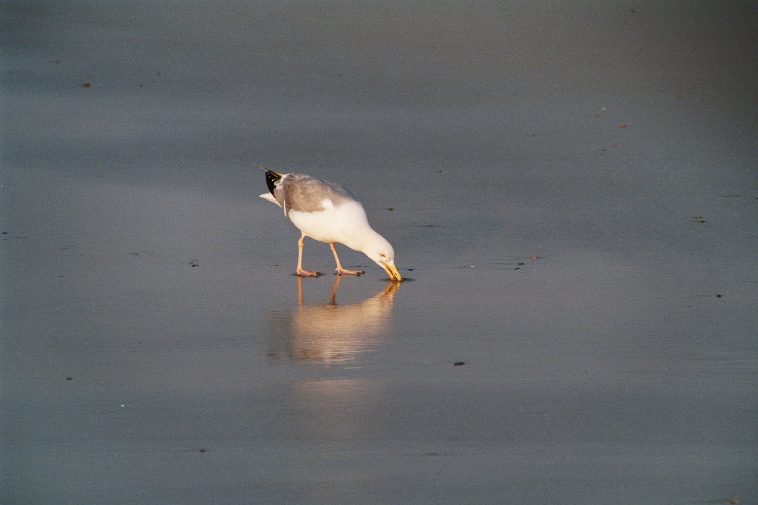 Möwe auf Futtersuche