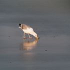 Möwe auf Futtersuche