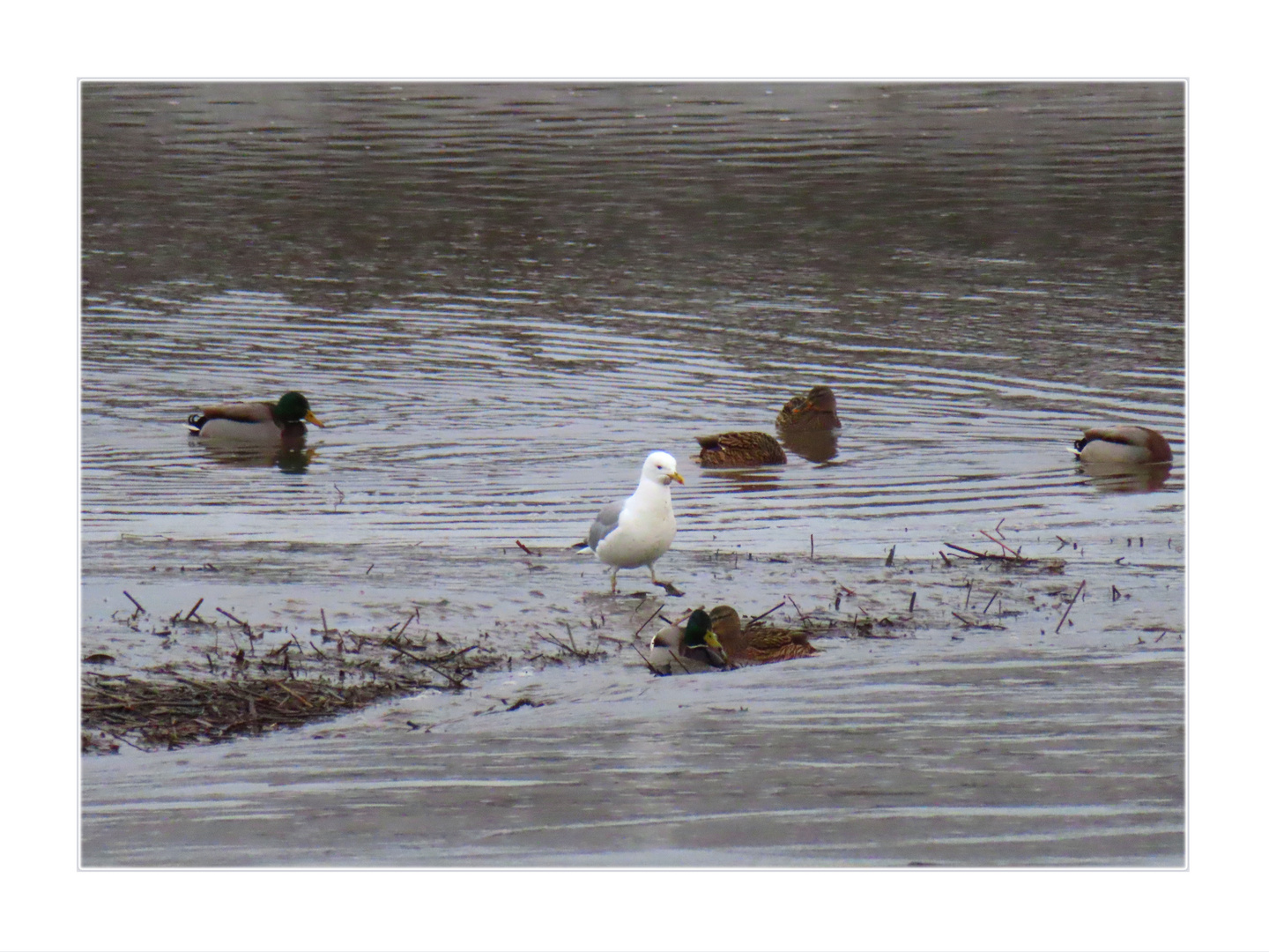 Möwe auf Futtersuche 