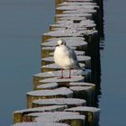 Möwe auf gefrohrenen Buhnen