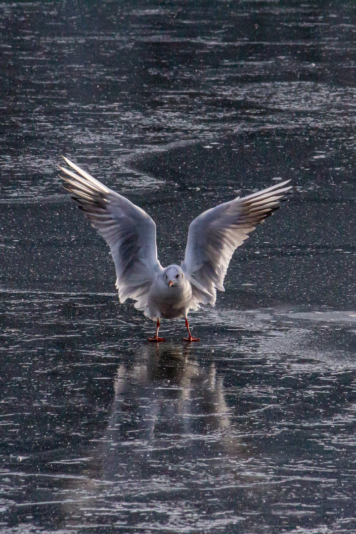 Möwe auf gefrorenem See