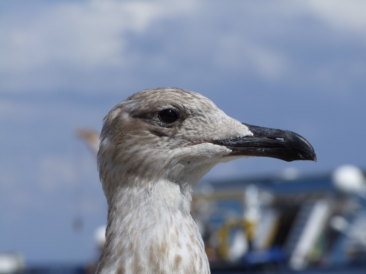 Möwe auf Giglio