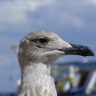 Möwe auf Giglio