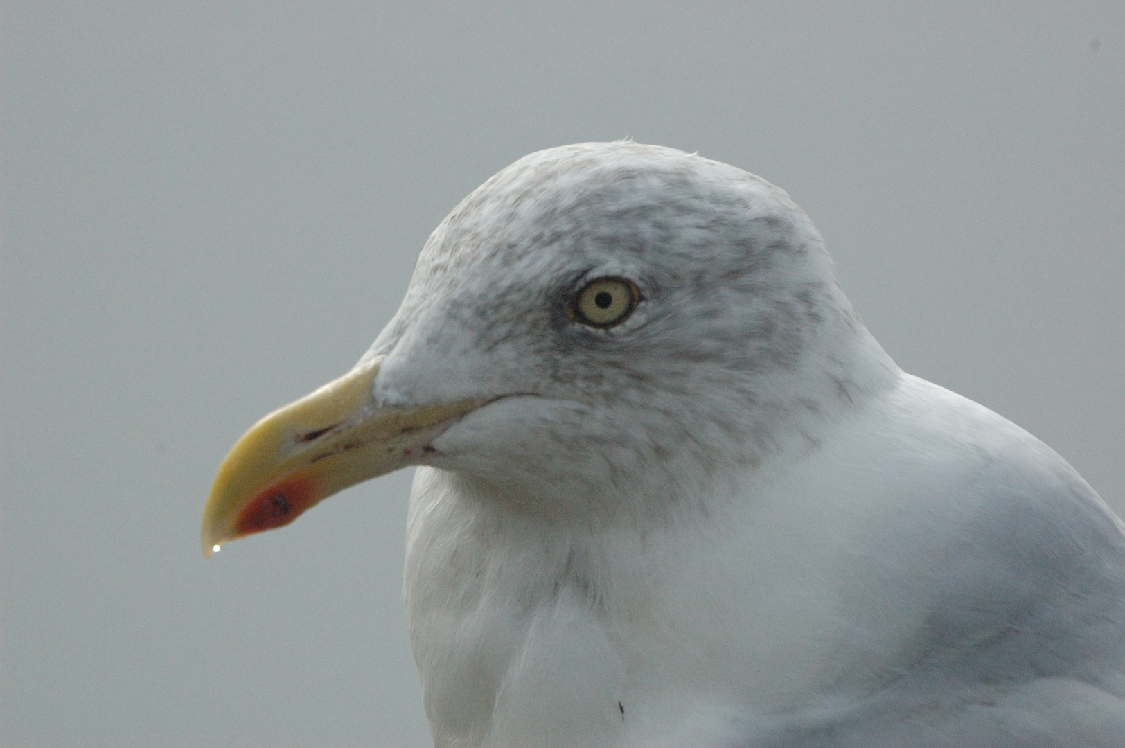 Möwe auf Helgoland