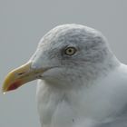 Möwe auf Helgoland