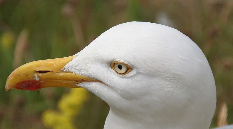 Möwe auf Helgoland