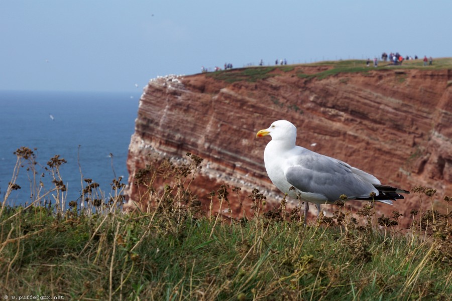 Möwe auf Helgoland