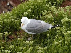 Möwe auf Helgoland