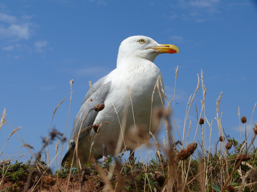 Möwe auf Helgoland