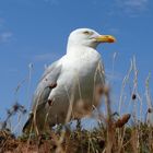 Möwe auf Helgoland