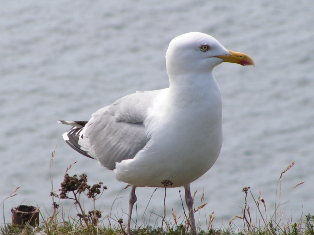 Möwe auf Helgoland