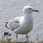 Möwe auf Helgoland