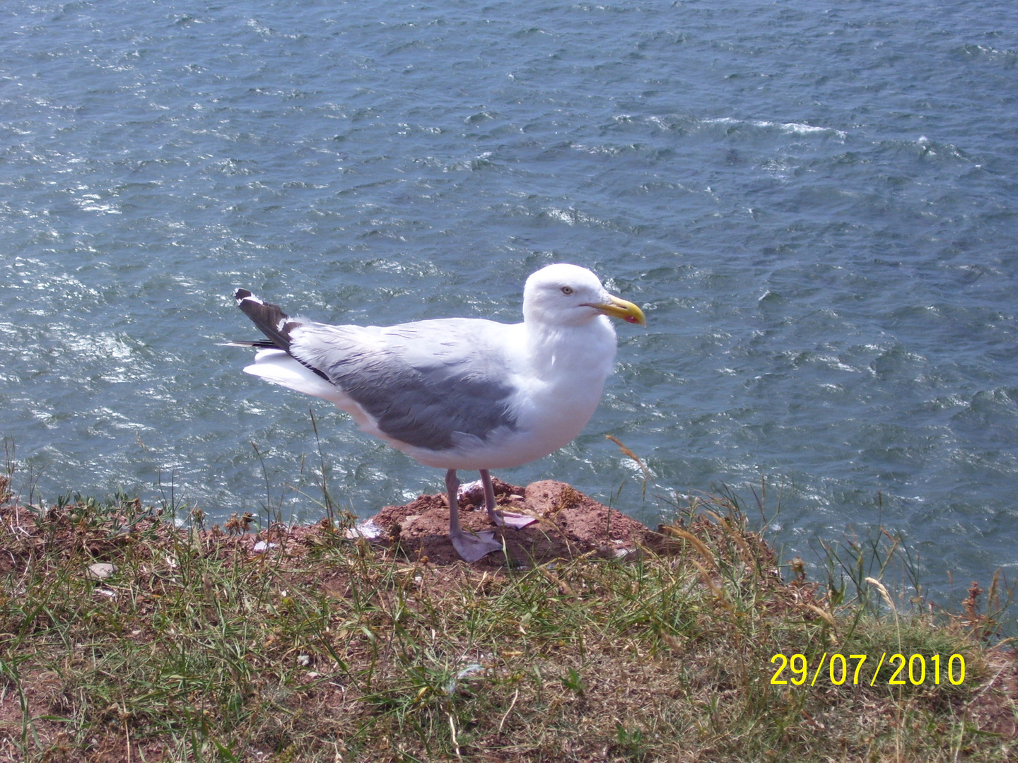 Möwe auf Helgoland