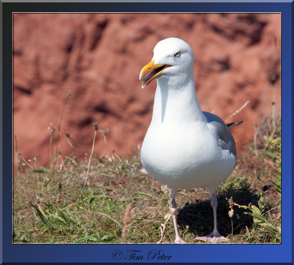 Möwe auf Helgoland