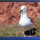 Möwe auf Helgoland