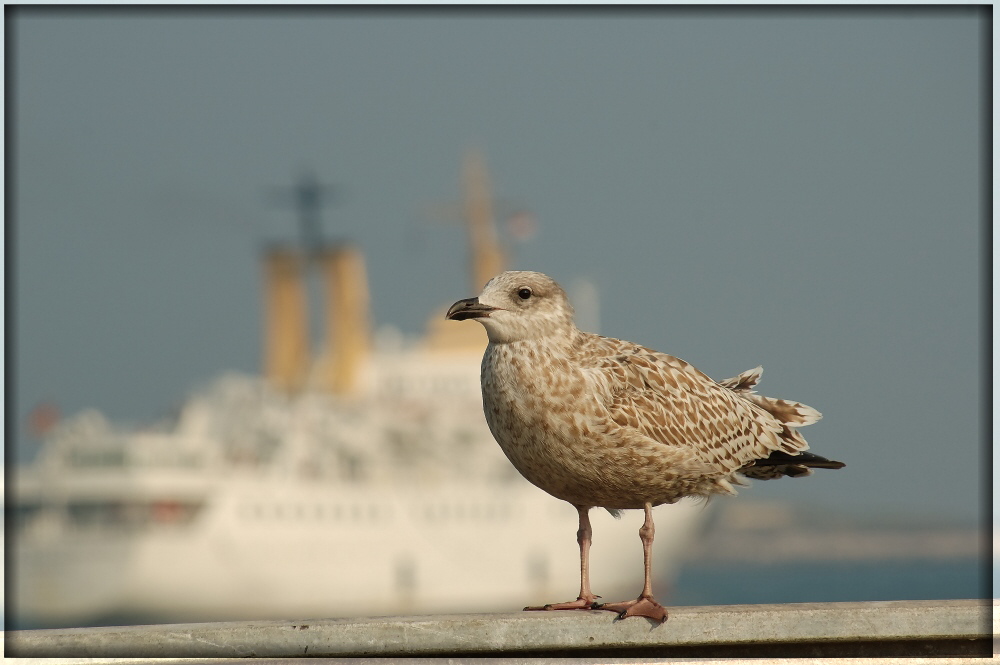 Möwe auf Helgoland