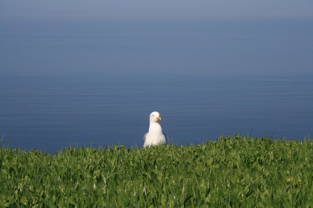 Möwe auf Helgoland