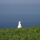 Möwe auf Helgoland