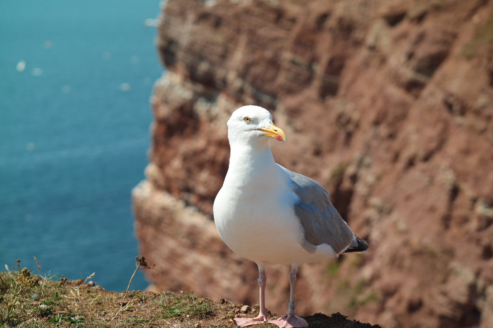 Möwe auf Helgoland