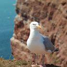 Möwe auf Helgoland